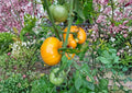 120+ Yellow Brandywine Tomato Seeds - Heirloom Non-GMO Solanum Lycopersicum Large Golden Slicing Tomato for Organic Gardening
