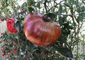 Chocolate Stripe Tomato Seeds – Heirloom Non-GMO Solanum Lycopersicum, Striped Dark Tomato, Gourmet Garden Planting Seeds