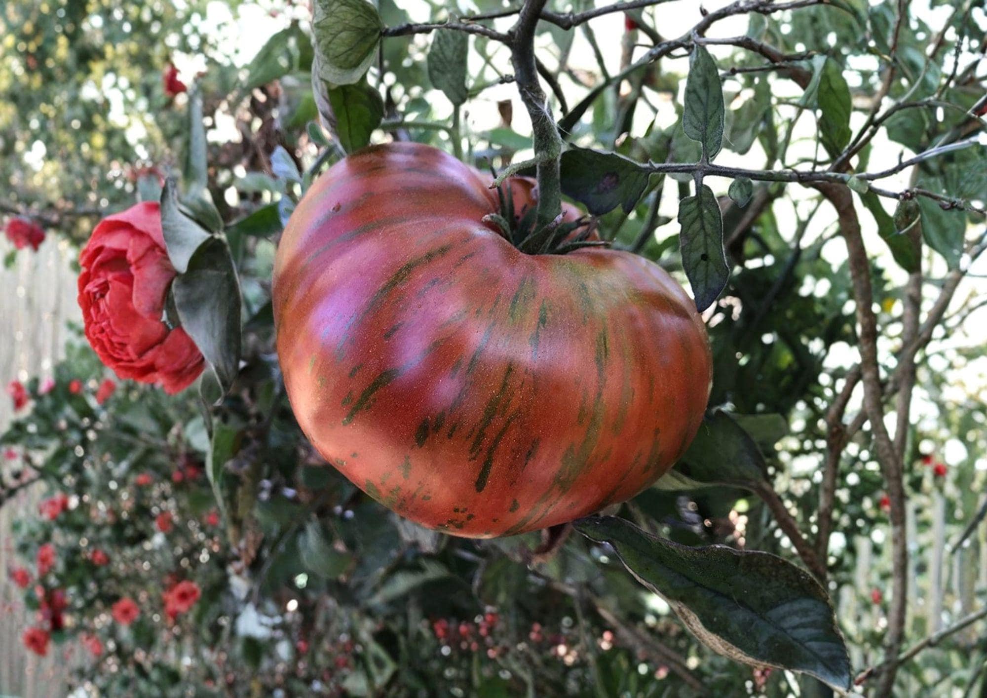 Chocolate Stripe Tomato Seeds – Heirloom Non-GMO Solanum Lycopersicum, Striped Dark Tomato, Gourmet Garden Planting Seeds