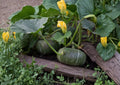 20+ Sugar Pie Pumpkin Seeds - Heirloom Non-GMO Cucurbita Pepo Small Pie Pumpkin Garden Planting Seeds
