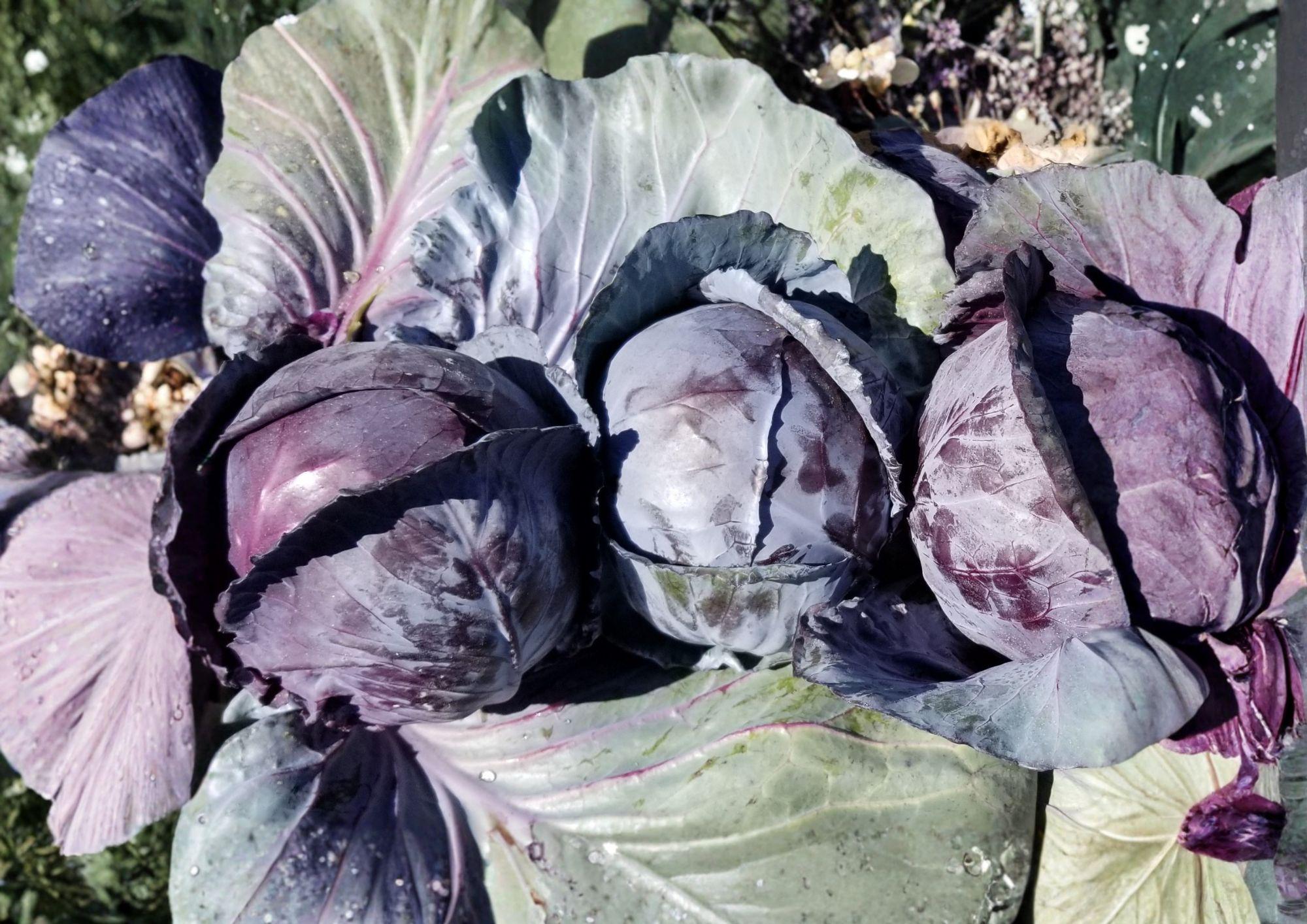 Red Acre Cabbage Seeds, Heirloom Non-GMO Brassica Oleracea, Purple Head, Early Maturity, Compact Vegetable Garden Seeds