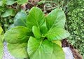Pak Choi Seeds Dwarf White Stem Brassica Rapa Heirloom Non-GMO Asian Cabbage for Organic Gardening