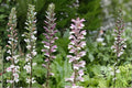 Bear’s Breeches Plant | Acanthus mollis | Purple and White Flowering Perennial Shrub | Hardy Garden Plant | 1 Live Root