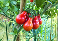 Red Pear Tomato Seeds – Heirloom Non-GMO Cherry Tomato Seeds for Garden, 120+ Pear-Shaped Solanum Lycopersicum