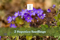 Hepatica Seedlings - 2 Live Perennial Plants for Woodland Gardens, Early Spring Blooms, Shade Garden, Hepatica nobilis