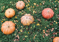 Fairytale Pumpkin Seeds, Heirloom Musquée de Provence, Non-GMO, Gourmet Cooking Pumpkin Seeds for Garden Planting