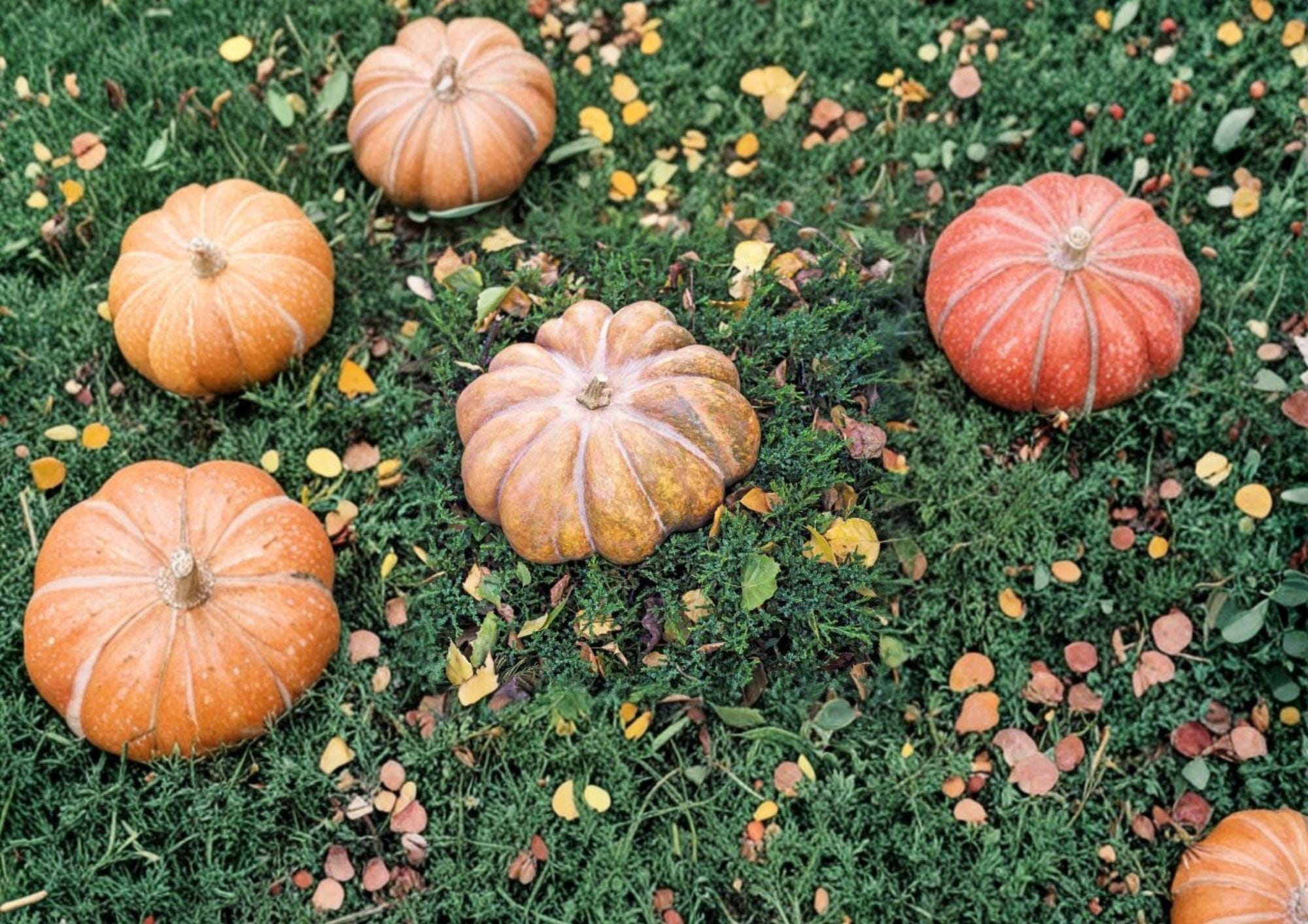 Fairytale Pumpkin Seeds, Heirloom Musquée de Provence, Non-GMO, Gourmet Cooking Pumpkin Seeds for Garden Planting