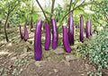 Long Purple Eggplant Seeds – Heirloom Organic Non-GMO, Slender Asian Variety for Garden, Container, and Raised Bed Planting