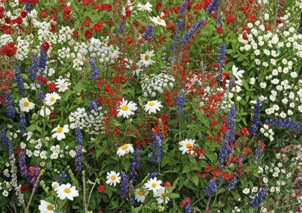 Red, White & Blue Wildflower Seeds Mix – Drought-Resistant Pollinator-Friendly Flower Seeds for Garden, Meadow Blend, 1000+ Seeds