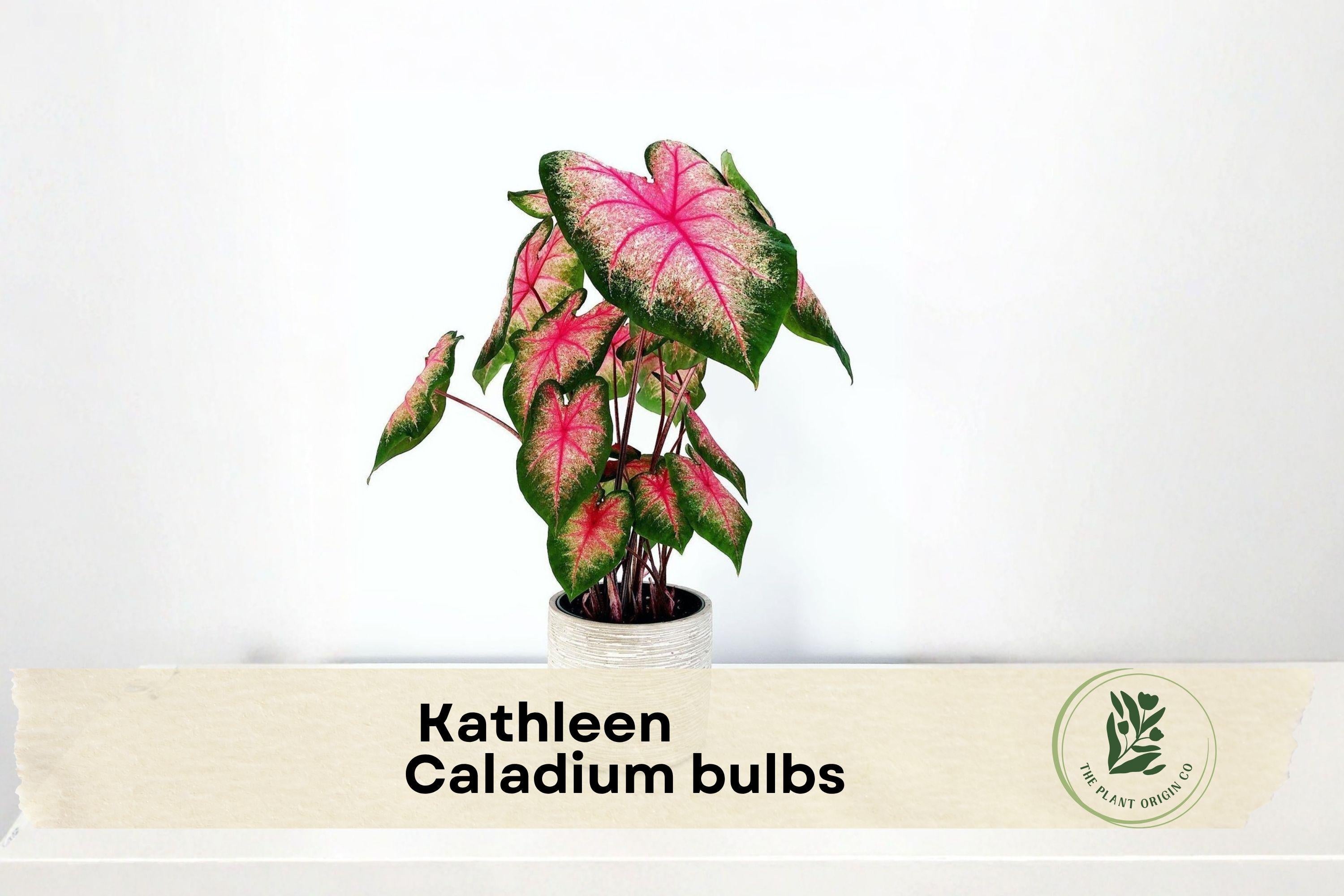 6 Kathleen Caladium Bulbs - Pink and Green Foliage, Tropical Ornamental Plant, Caladium bicolor for Shade Gardens & Containers