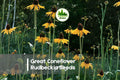 200 Rudbeckia maxima Seeds | Tall Coneflower Wildflower Perennial for Pollinator Gardens & Prairie Landscapes