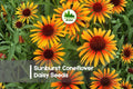 Sunburst Coneflower Daisy Seeds, Rudbeckia hirta, Bright Golden Yellow, Full Sun, 200 Seeds
