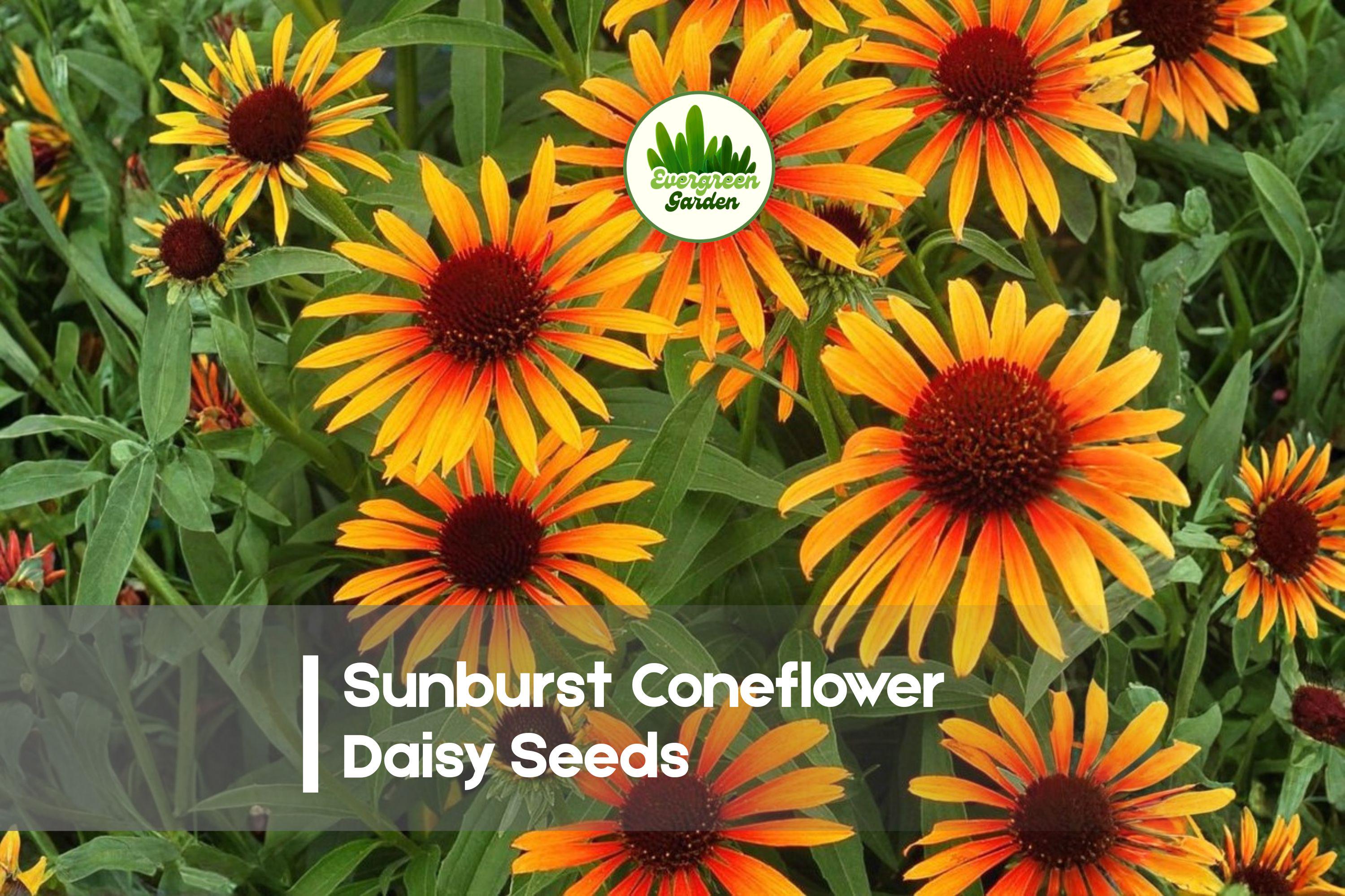 Sunburst Coneflower Daisy Seeds, Rudbeckia hirta, Bright Golden Yellow, Full Sun, 200 Seeds