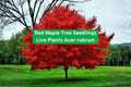 Red Maple Tree Seedlings - Live Acer rubrum for Landscaping, Shade, Fall Foliage, Outdoor Garden