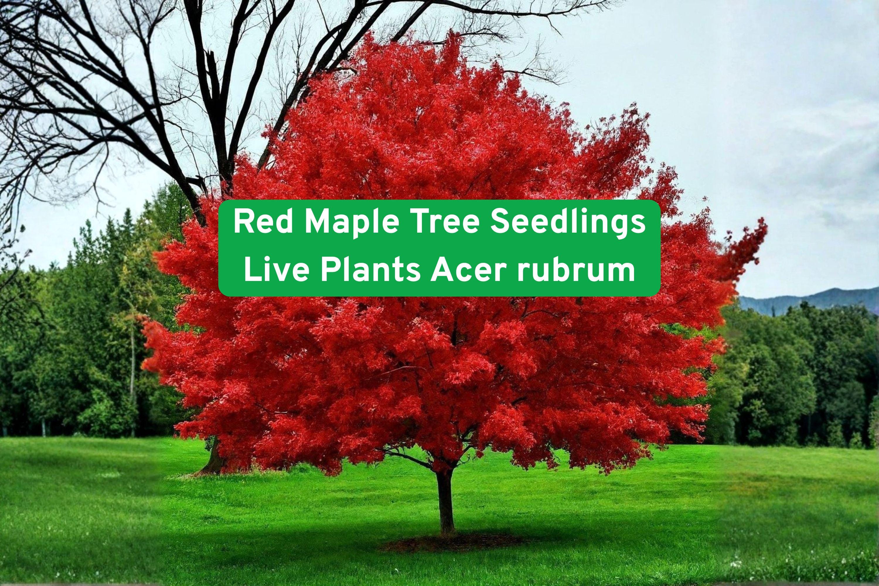Red Maple Tree Seedlings - Live Acer rubrum for Landscaping, Shade, Fall Foliage, Outdoor Garden