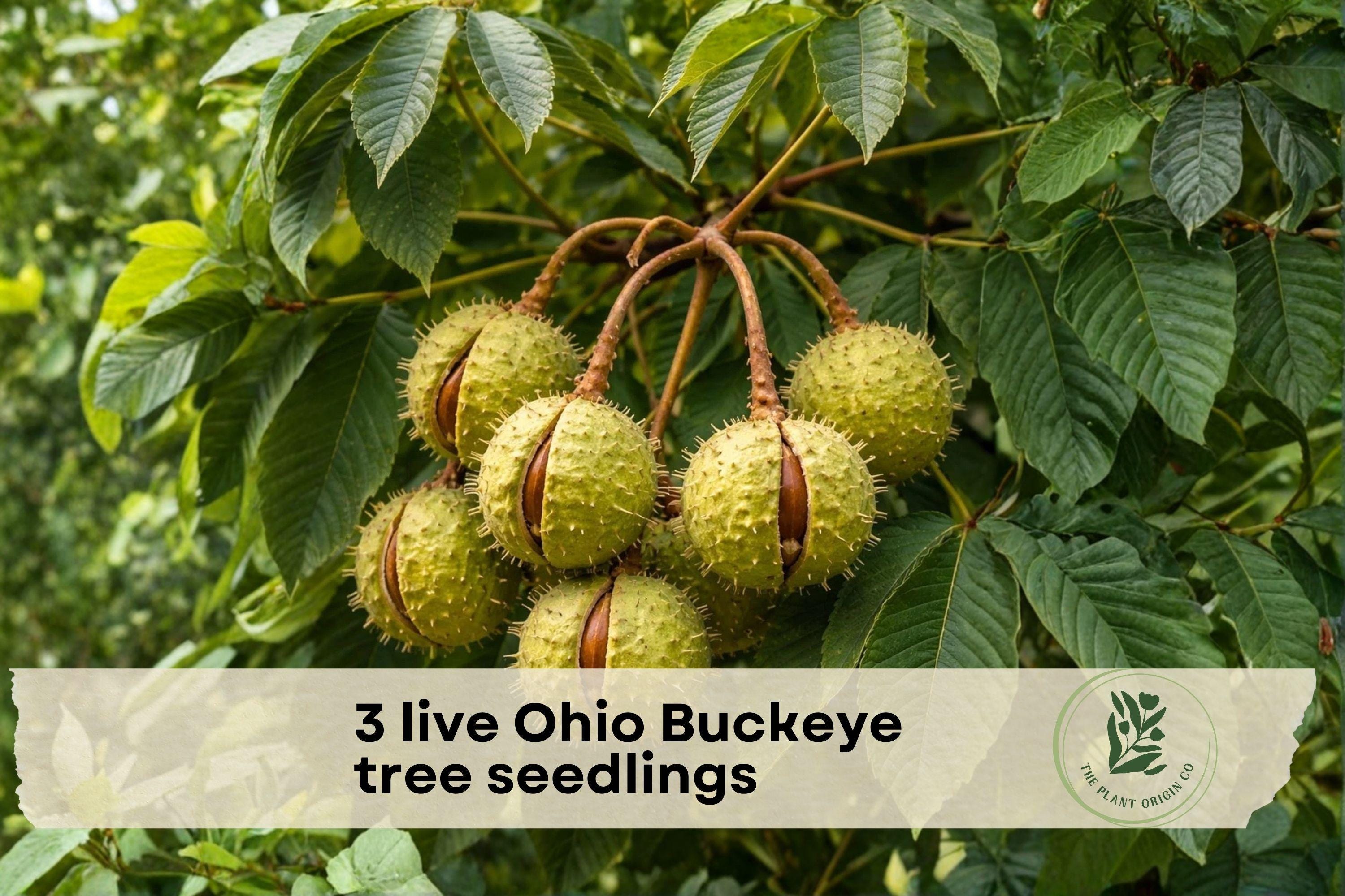 3 Live Ohio Buckeye Tree Seedlings - Native Aesculus glabra Young Trees for Landscaping, Shade & Garden Growth