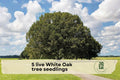 White Oak Tree Seedlings – 5 Live Quercus alba Young Trees for Landscaping & Shade