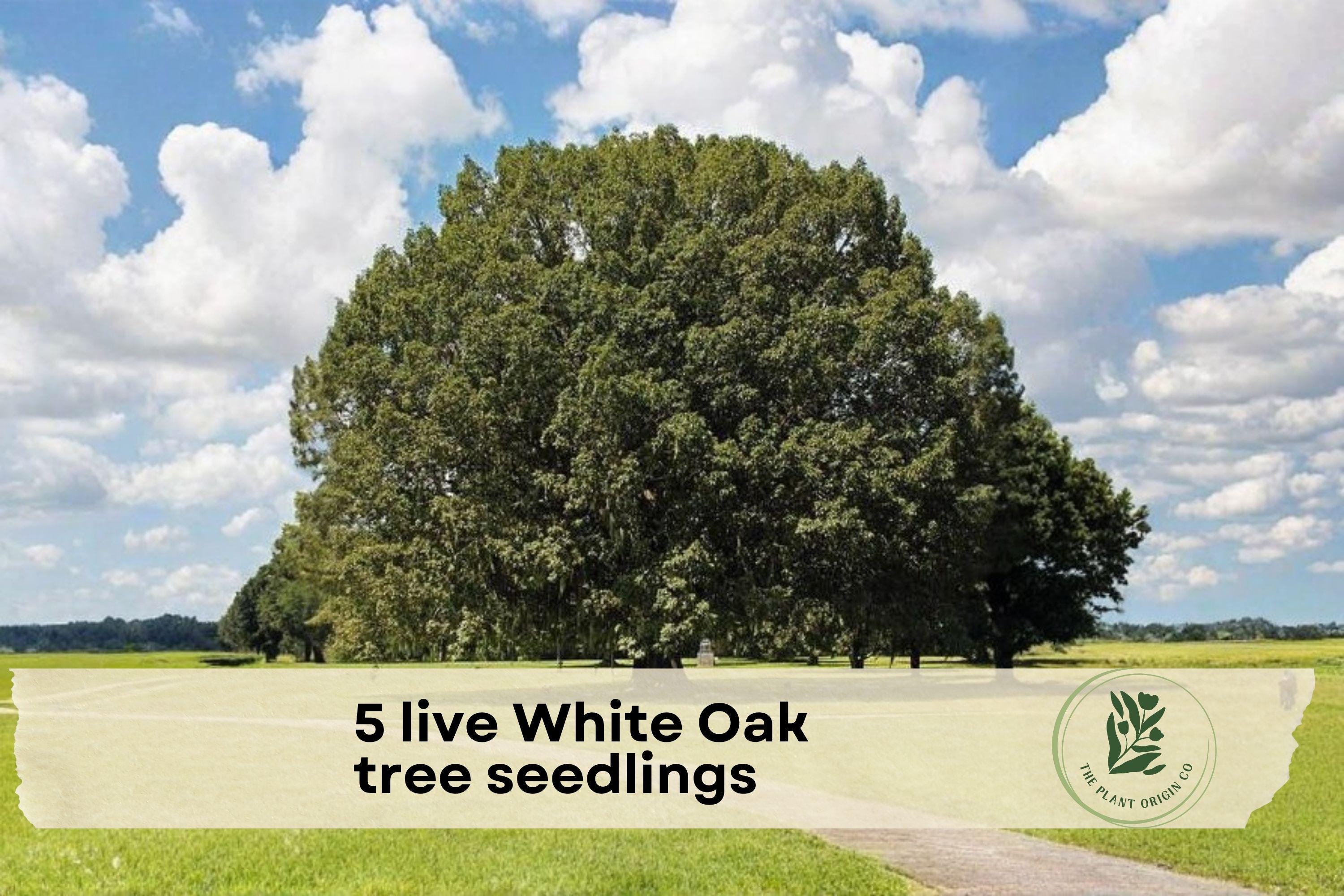 White Oak Tree Seedlings – 5 Live Quercus alba Young Trees for Landscaping & Shade