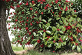 American Holly Seeds – Ilex opaca – Evergreen Ornamental Tree with Red Berries, Native North American Holly Seeds