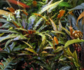 Cryptocoryne Wendtii Red Live Aquarium Plant, Potted, Freshwater, Low Light, Easy, Beginner-Friendly, Aquascaping