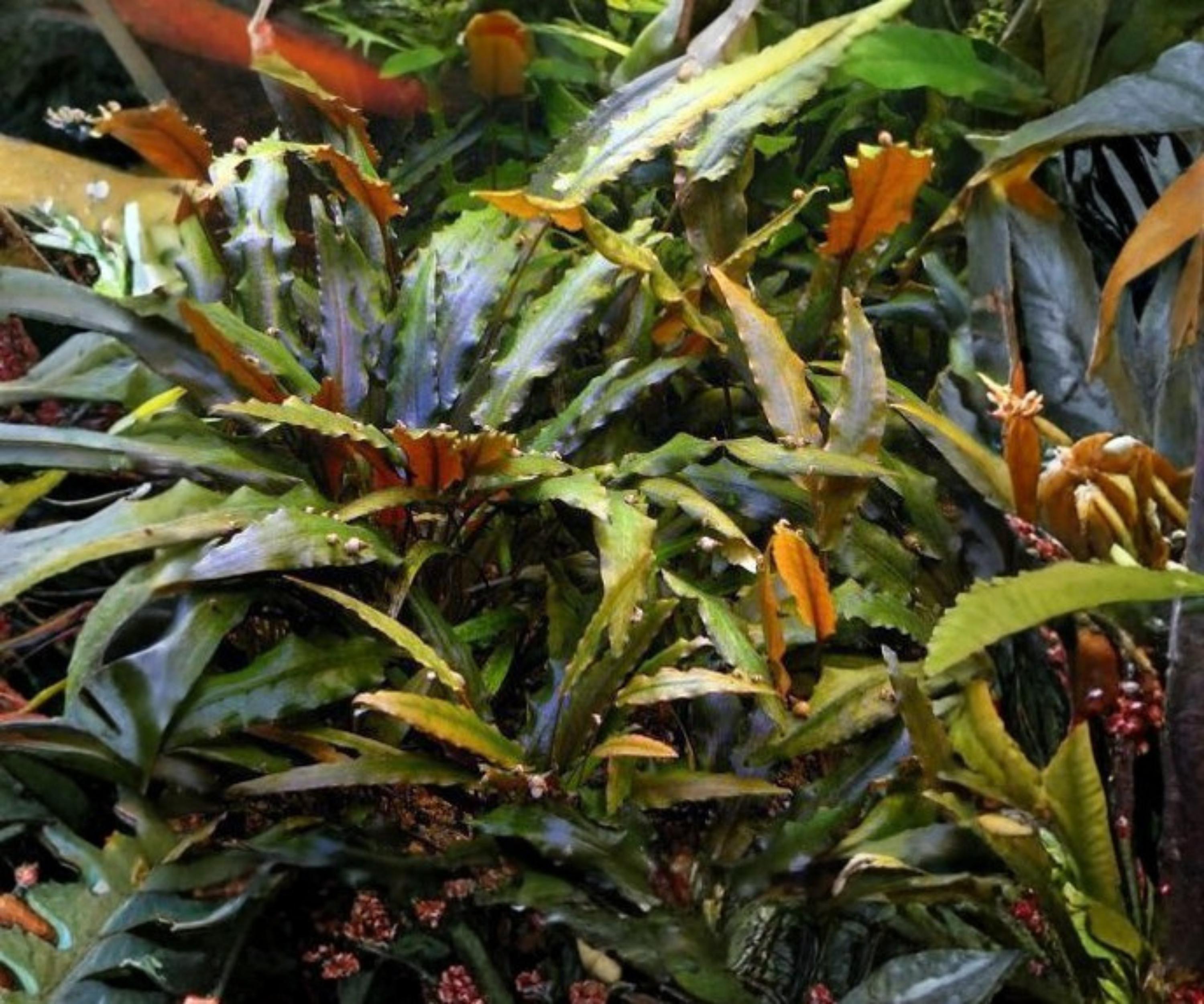 Cryptocoryne Wendtii Red Live Aquarium Plant, Potted, Freshwater, Low Light, Easy, Beginner-Friendly, Aquascaping