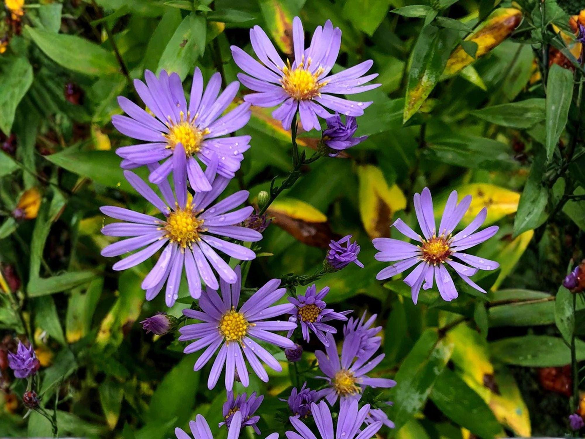 Smooth Blue Aster Seeds – Heirloom Non-GMO Native Wildflower for Pollinator Gardens & Landscape, Symphyotrichum laeve, 100 Seeds