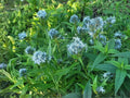 Eastern Bluestar Seeds – Amsonia tabernaemontana Heirloom Perennial Flower Seeds for Native Gardens