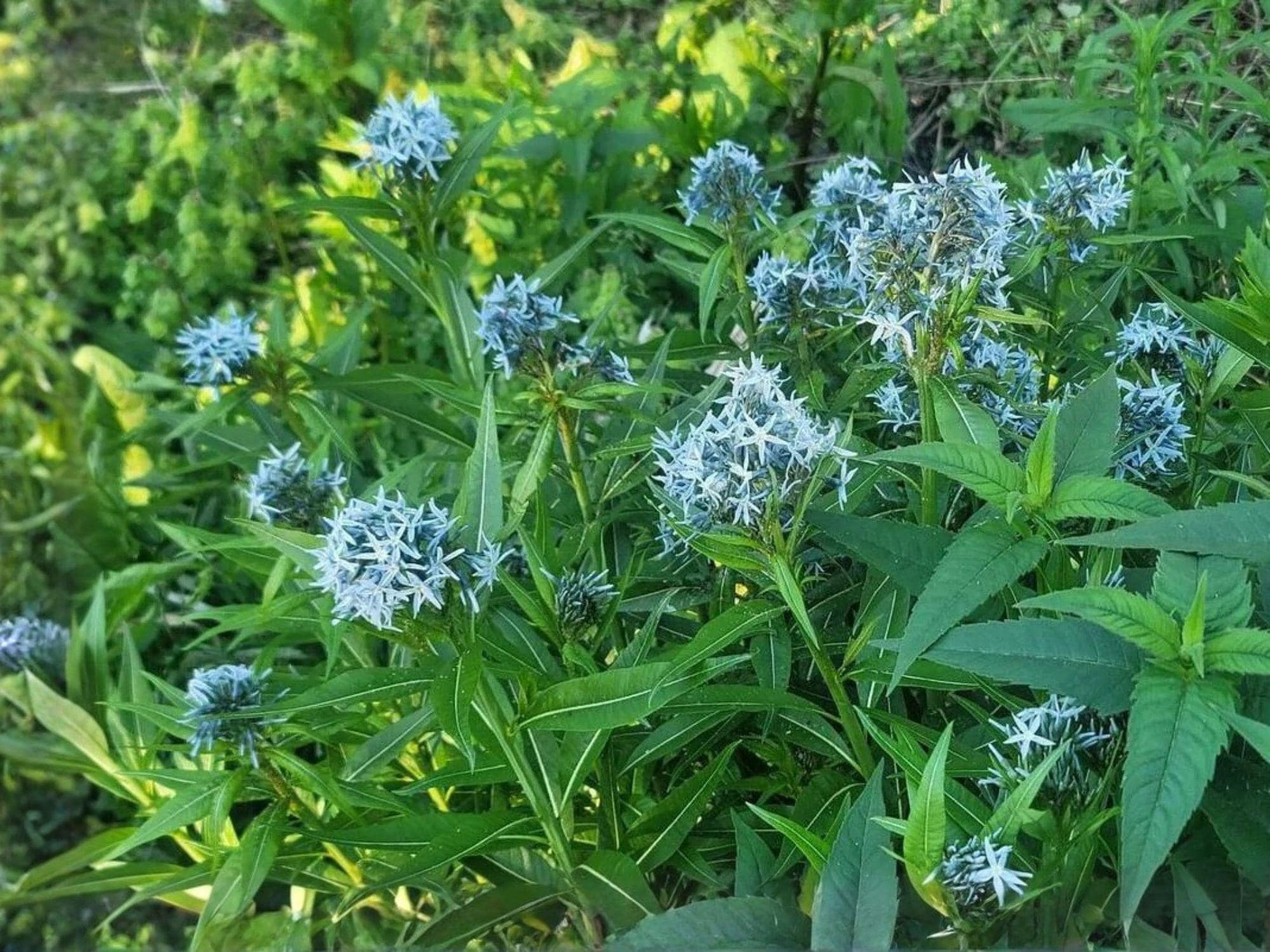 Eastern Bluestar Seeds – Amsonia tabernaemontana Heirloom Perennial Flower Seeds for Native Gardens