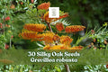 Silky Oak Seeds Grevillea robusta Fast Growing Evergreen Tree for Landscaping and Shade - 30 Seeds