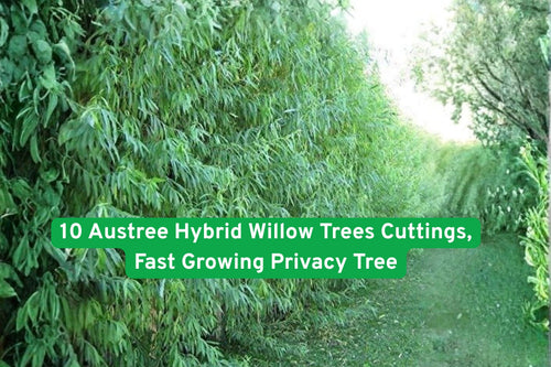 10 Austree Hybrid Willow Tree Cuttings – Fast Growing Privacy Trees for Shade & Windbreaks, Salix spp.