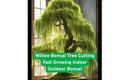 Willow Bonsai Tree Cutting – Fast-Growing Indoor & Outdoor Salix spp. Bare Root Bonsai for Beginners