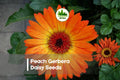200 Peach Gerbera Daisy Seeds - Gerbera jamesonii, Bright Peach Blooms, Full Sun, Borders, Containers, Cut Flowers