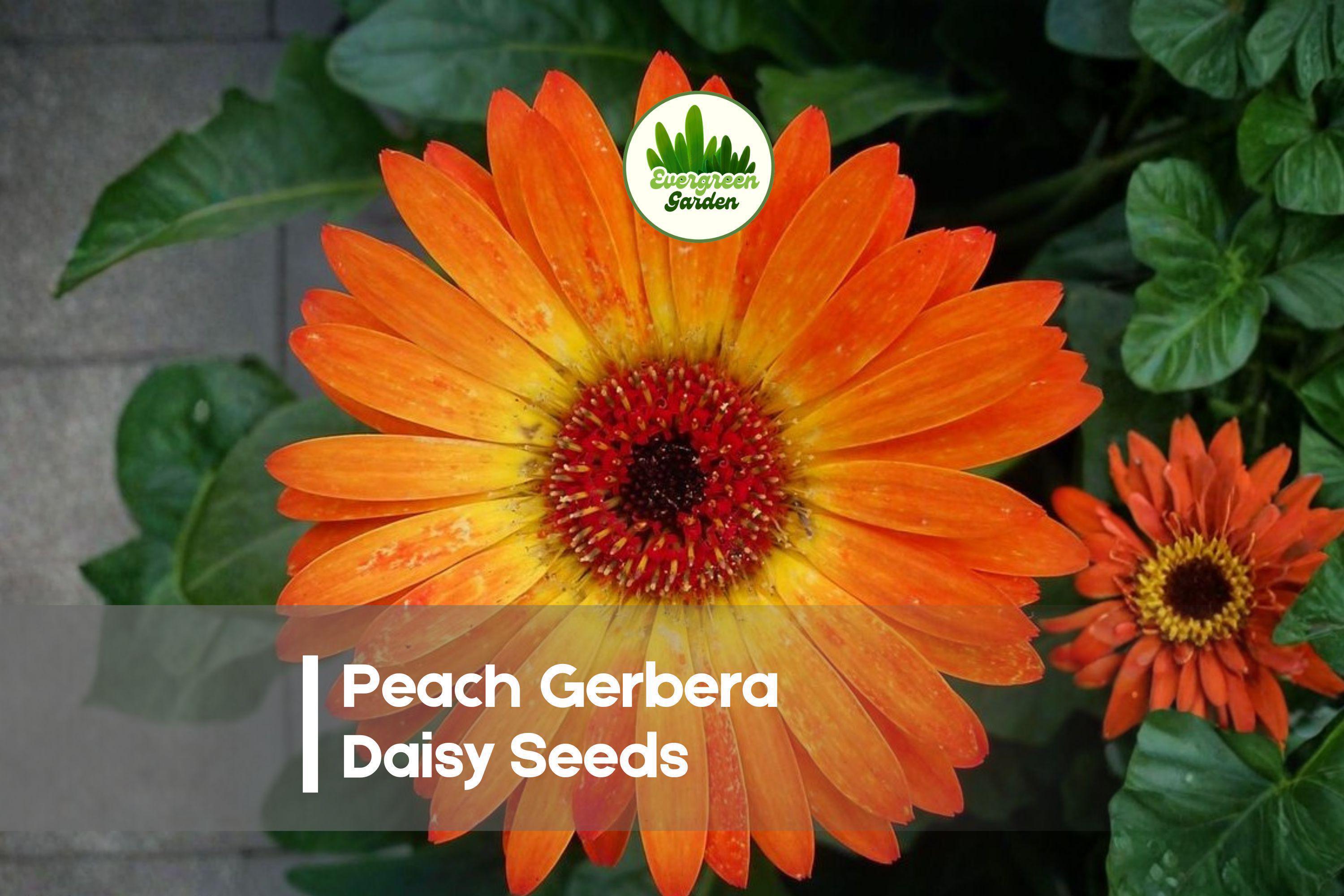 200 Peach Gerbera Daisy Seeds - Gerbera jamesonii, Bright Peach Blooms, Full Sun, Borders, Containers, Cut Flowers