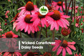 200 Wicked Coneflower Daisy Seeds Rudbeckia hirta Bright Yellow Flowers for Borders & Pollinator Gardens