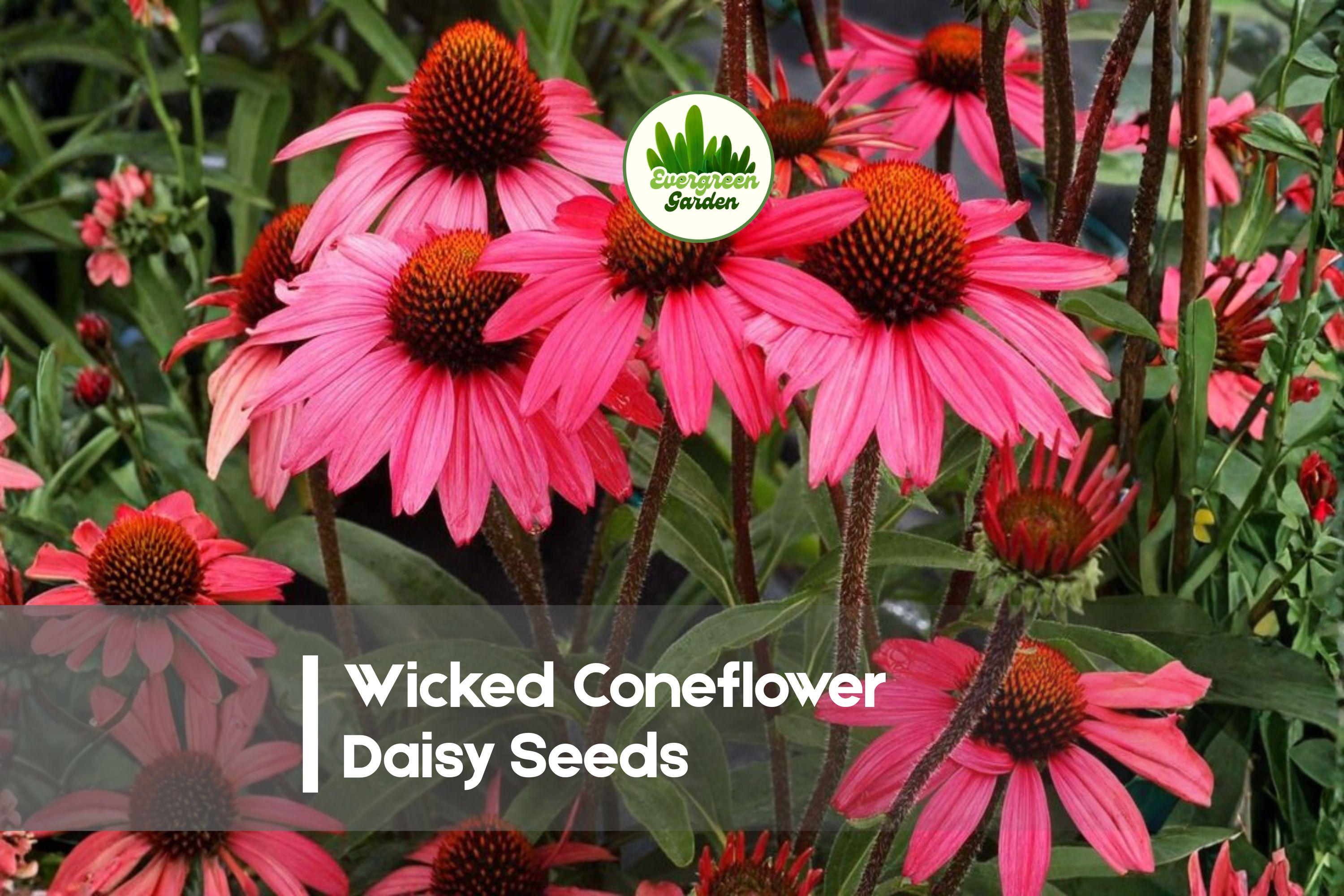200 Wicked Coneflower Daisy Seeds Rudbeckia hirta Bright Yellow Flowers for Borders & Pollinator Gardens