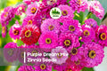 Purple Dream Mix Zinnia Seeds - Colorful Annual Flower for Borders, Cut Flowers & Pollinator Gardens | Zinnia elegans