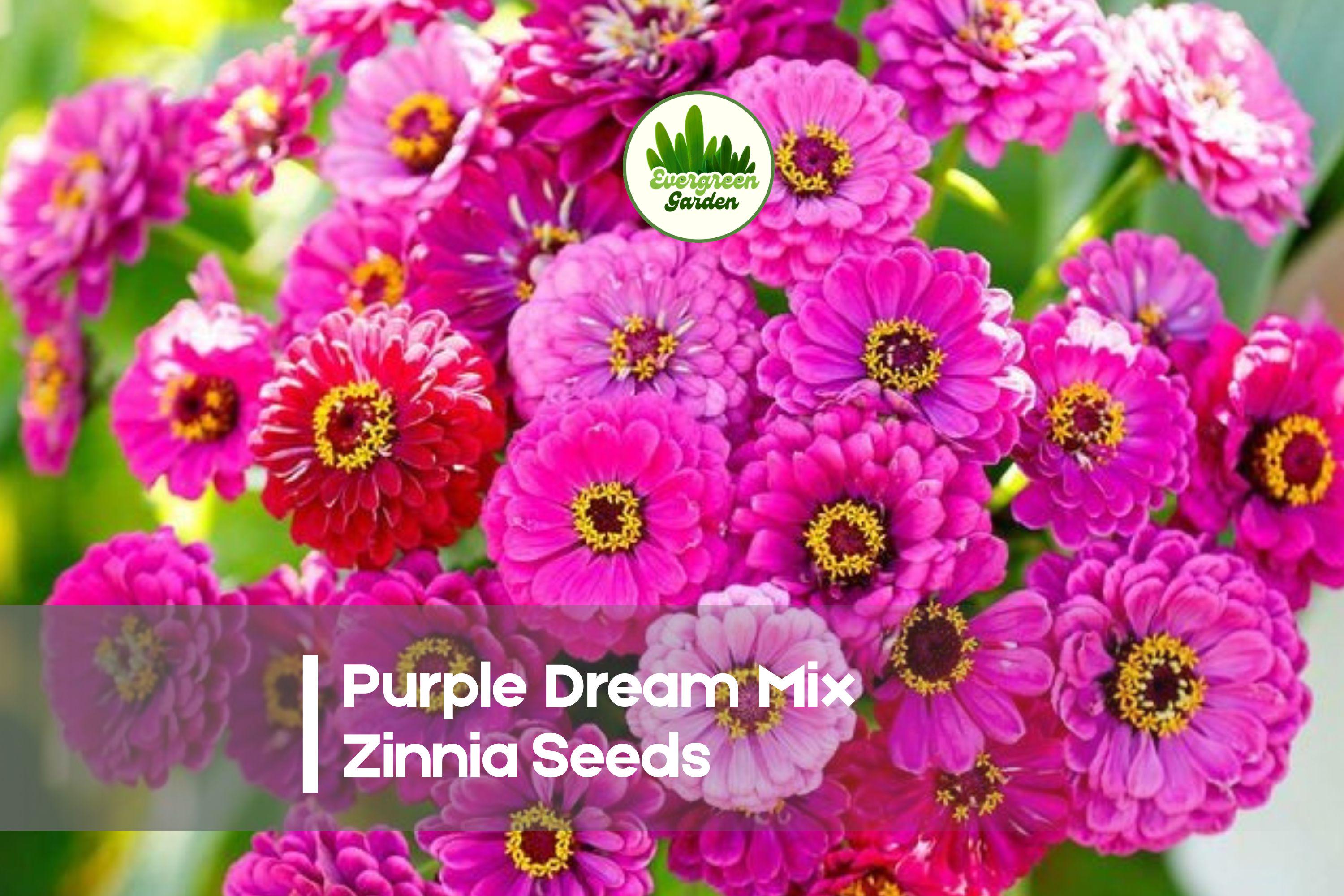Purple Dream Mix Zinnia Seeds - Colorful Annual Flower for Borders, Cut Flowers & Pollinator Gardens | Zinnia elegans