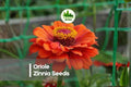 100 Oriole Zinnia Seeds – Bright Orange Zinnia elegans for Borders, Cut Flowers & Pollinator Gardens