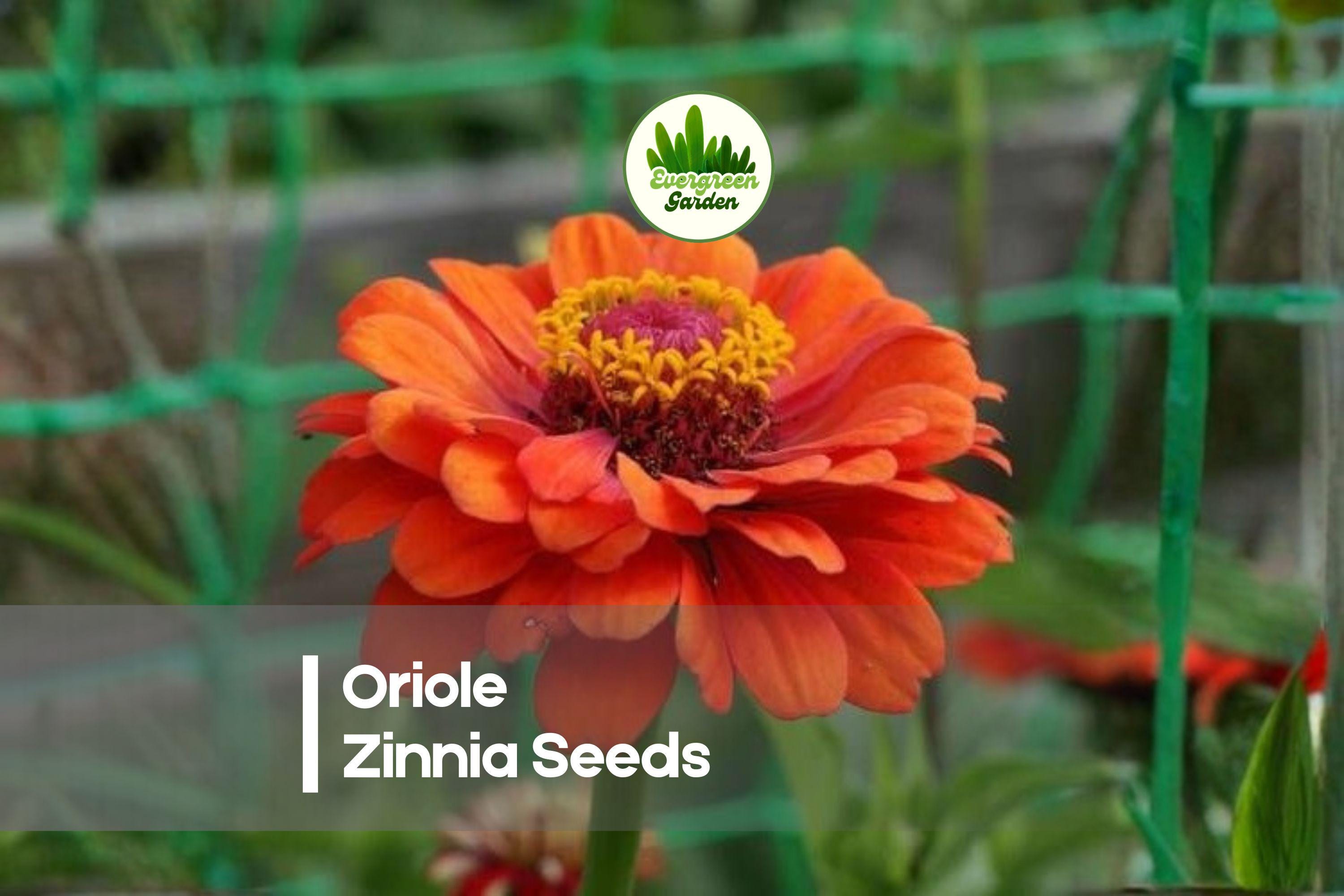 100 Oriole Zinnia Seeds – Bright Orange Zinnia elegans for Borders, Cut Flowers & Pollinator Gardens