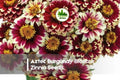 Aztec Burgundy Bicolour Zinnia Seeds – Bright Burgundy and Gold Bicolour Annual Flower for Borders, Cut Flowers & Pollinator Gardens