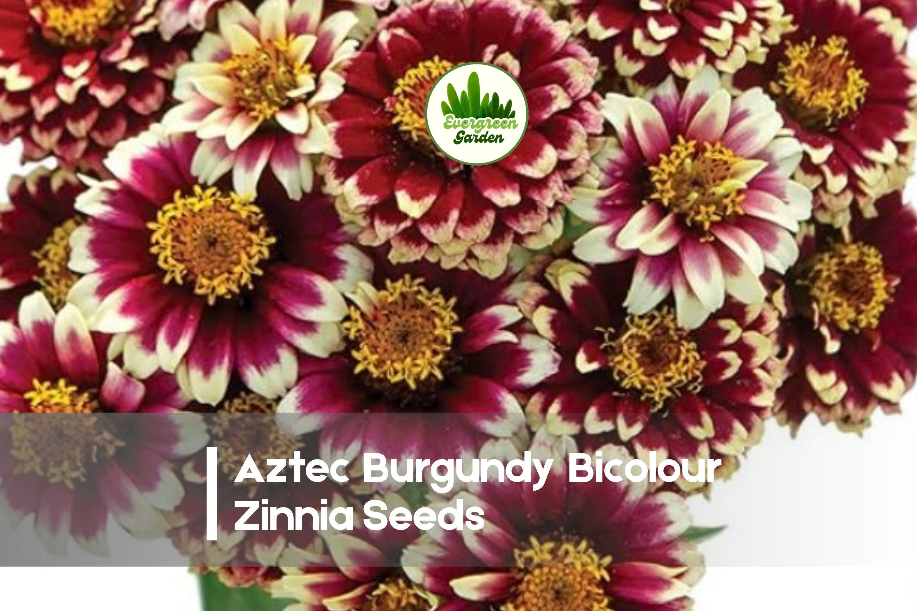 Aztec Burgundy Bicolour Zinnia Seeds – Bright Burgundy and Gold Bicolour Annual Flower for Borders, Cut Flowers & Pollinator Gardens