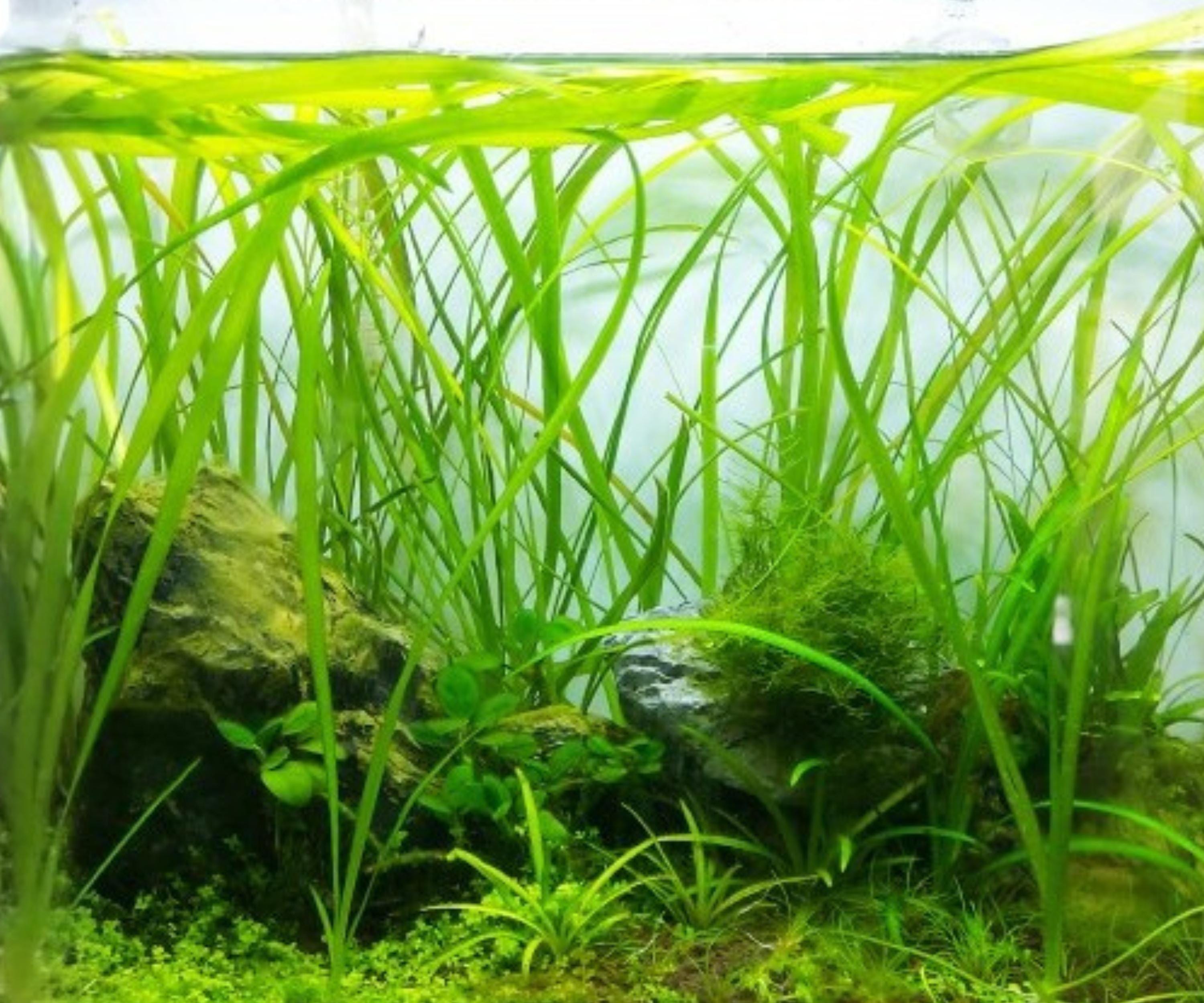 Live Aquarium Plants 6 Pack Jungle Vallisneria Americana Background Freshwater Easy Care