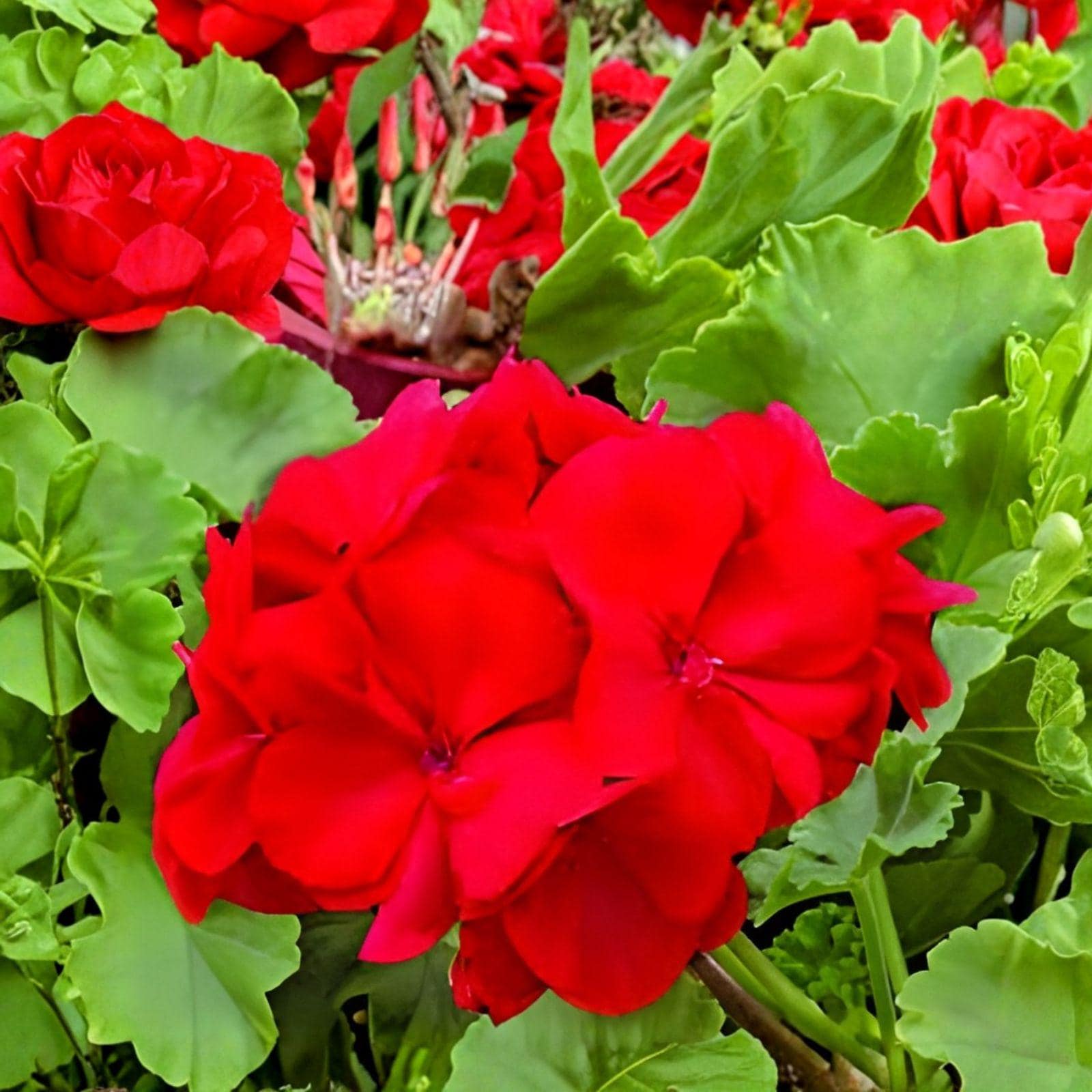 Red Geranium Cuttings | Pelargonium Live Plant, 3 Unrooted Bright Red Blooms for Containers & Gardens