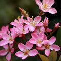 Indian Hawthorne Pink Dancer Cuttings | Rhaphiolepis indica Shrub | 7 Live Unrooted Plant Cuttings for Hedges & Gardens