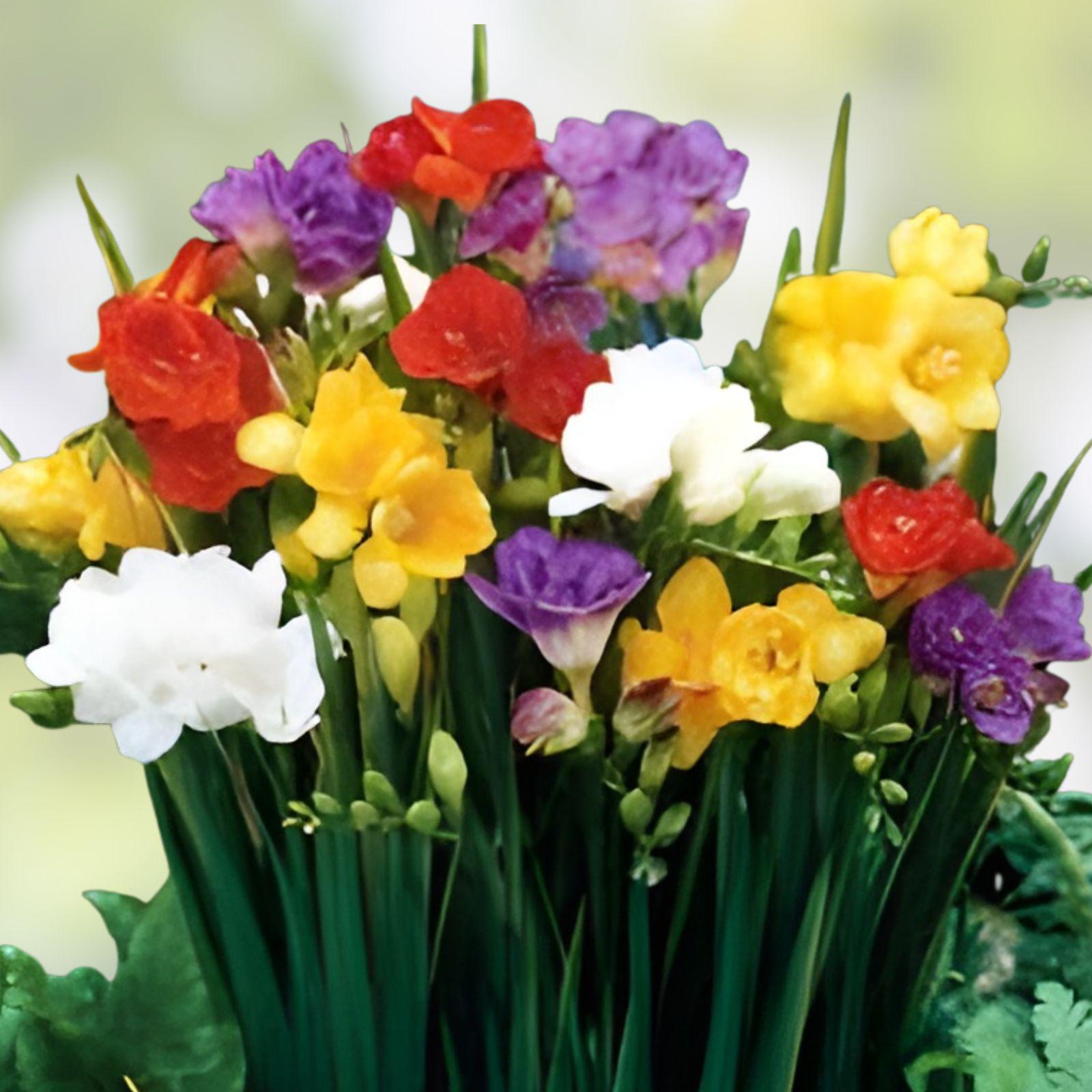 Freesia Bulb Mix - 10 Live Bulbs for Fragrant Spring Flowers in Pink, Yellow, White, Purple - Freesia spp.