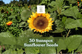 Sunflower Seeds 30 Sunspot Helianthus annuus Yellow Compact Annual for Garden & Containers