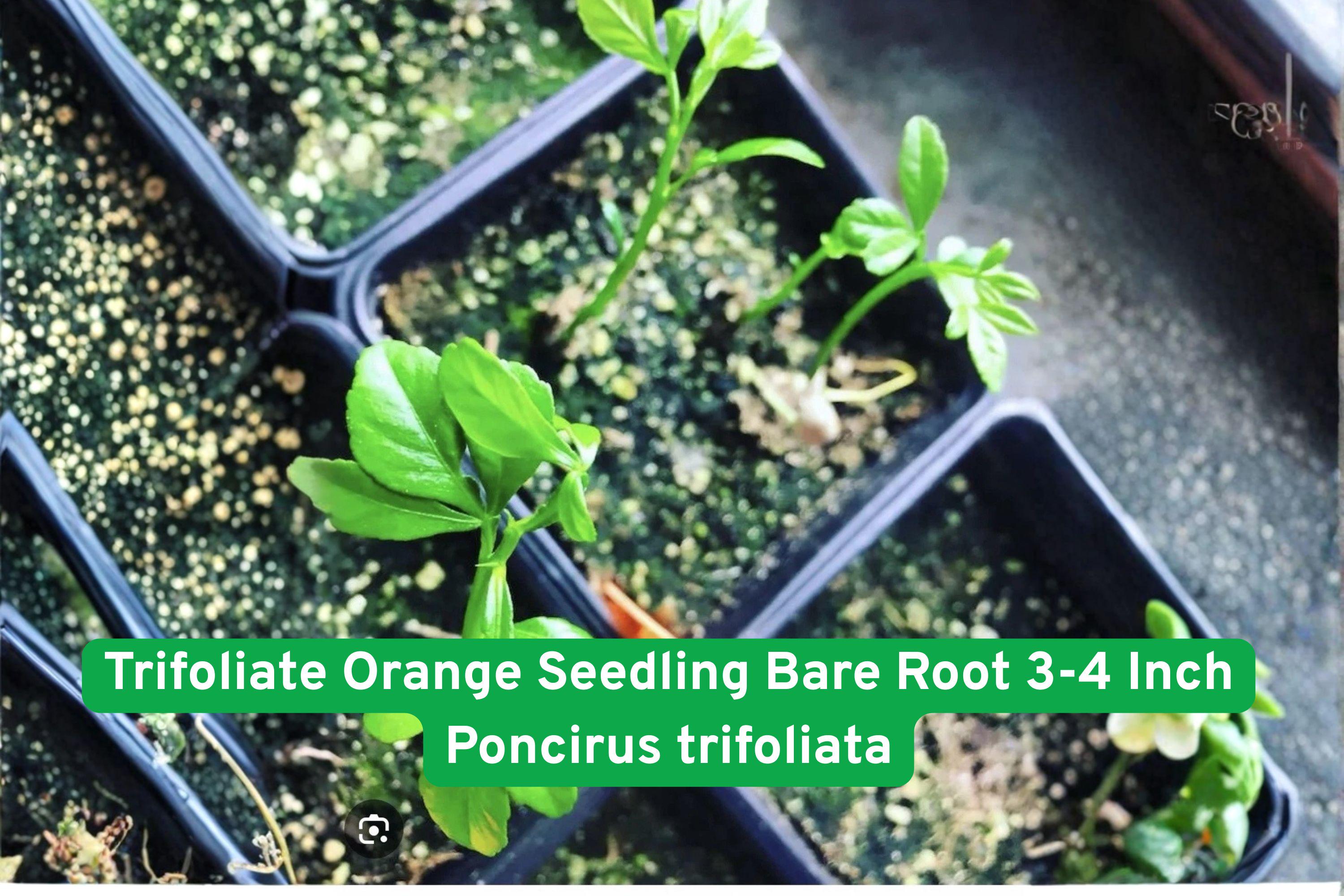 Trifoliate Orange Seedling Bare Root 3-4 Inch Poncirus trifoliata Cold Hardy Citrus Grafting Plant