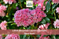 Pink Mountain Laurel Live Plant Bare Root – Kalmia latifolia Flowering Shrub for Garden and Landscape
