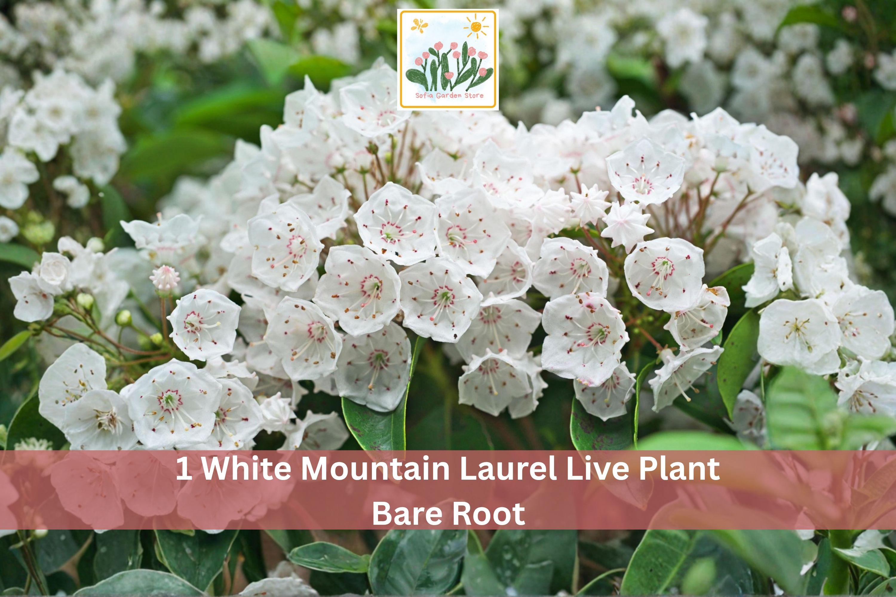 White Mountain Laurel Live Plant, Bare Root Kalmia latifolia, Flowering Shrub for Garden, White Blooms, Ornamental Landscape Plant