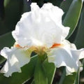 White Bearded Iris Rhizomes – Heirloom Perennial Flower, Iris germanica, Elegant White Blooms, 4 Fresh Rhizomes
